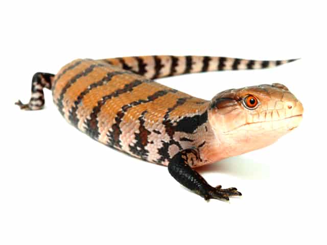 How do you care for a blue-tongued skink?