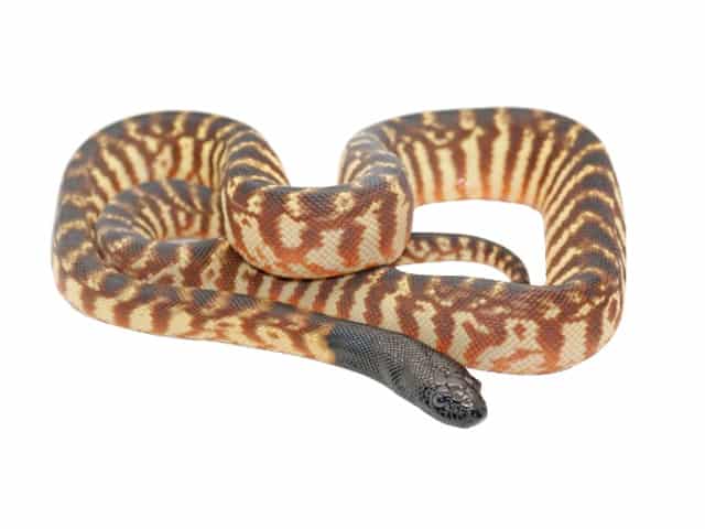 Black headed Python