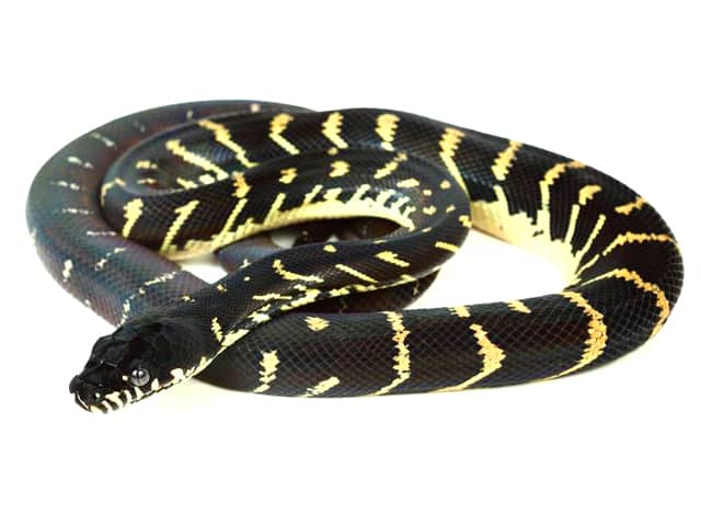 Boelen's Python