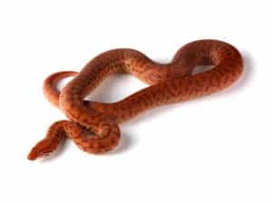 Pygmy Python (Antaresia perthensis) - ReptileTalk NET
