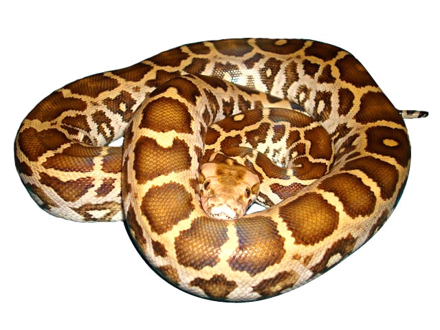 Indian Rock Python