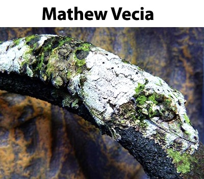 Mathew Vecia Geckos