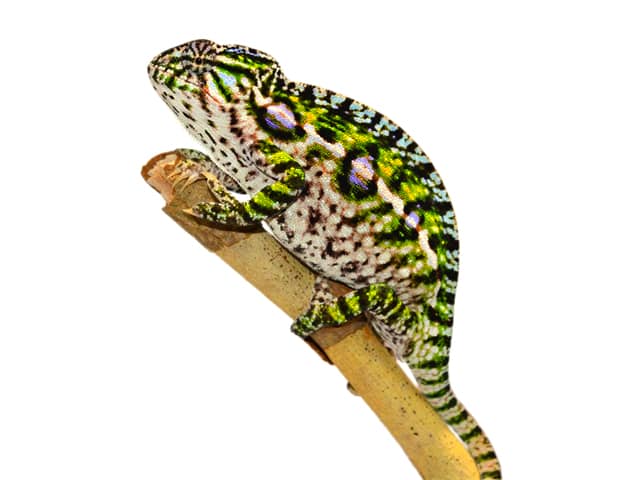 Carpet Chameleon
