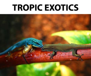Tropic Exotics