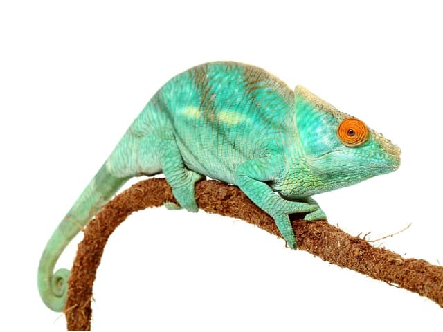 Parson’s chameleon (Calumma parsonii) - ReptileTalk NET