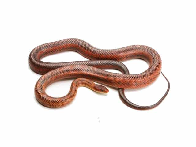 Bairds Rat Snake