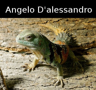 Angelo D'alessandro