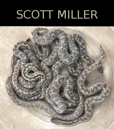 Scott Miller