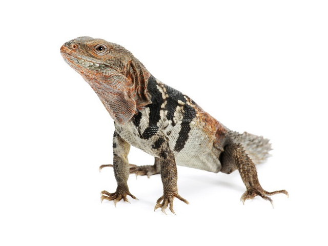 Yucatan Spinytail Iguana Ctenosaura Defensor Reptiletalk Net from www.repti...
