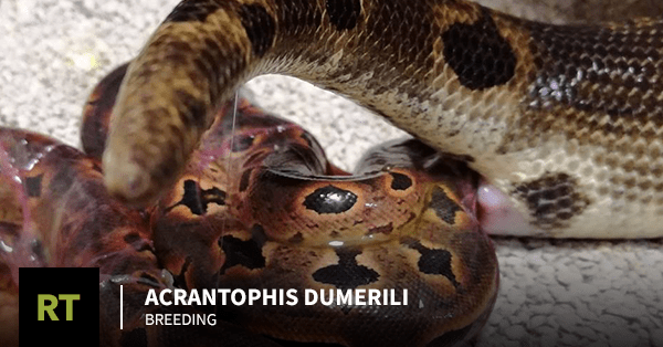 Acrantophis dumerili Breeding