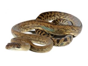 Amethystine Python (Simalia amethistina) - ReptileTalk NET