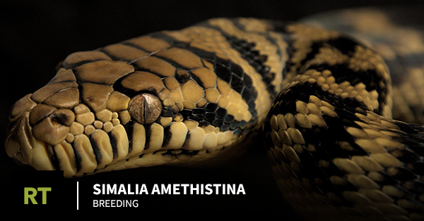 Simalia amethistina Breeding